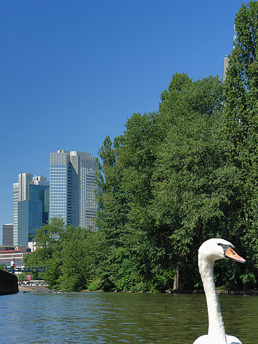 Fotos Main mit Schwan