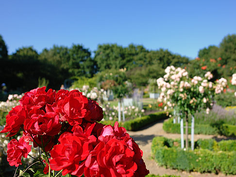 Planten un Blomen - Rosengarten Fotos